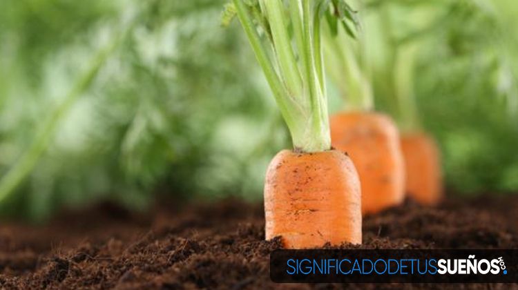 Soñar con cultivar zanahorias