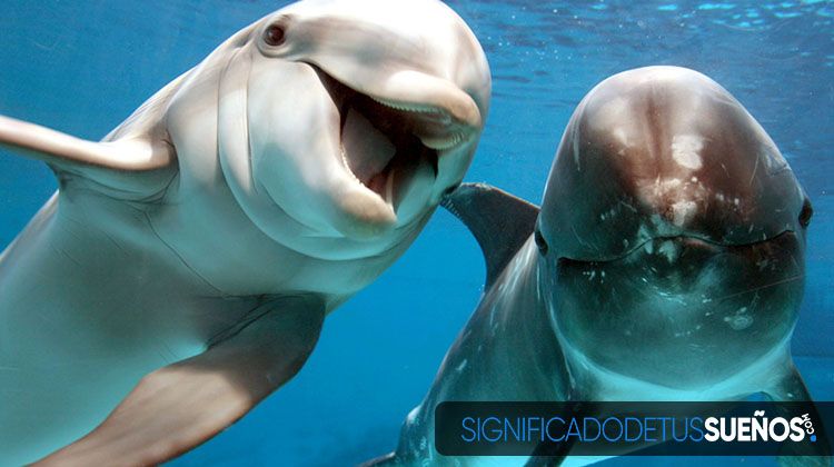 Soñar con delfines en agua cristalina