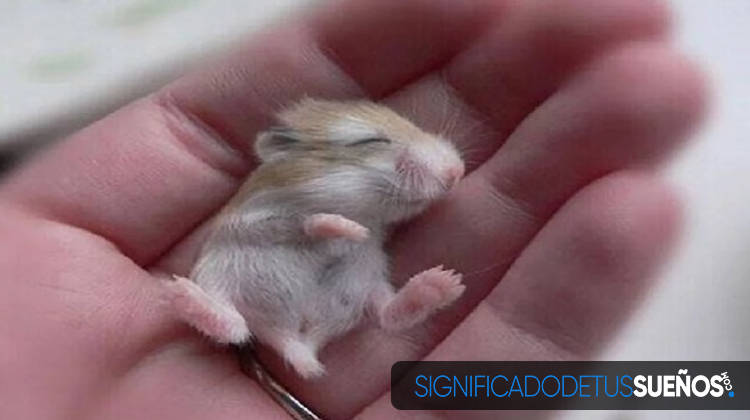 soñar con hamster bebe
