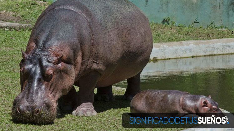 Soñar con hipopótamos bebés