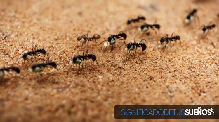 Soñar con hormigas transportando comida
