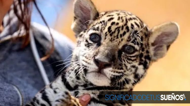 Soñar con jaguar bebé
