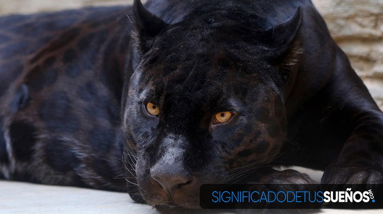Soñar con jaguar negro