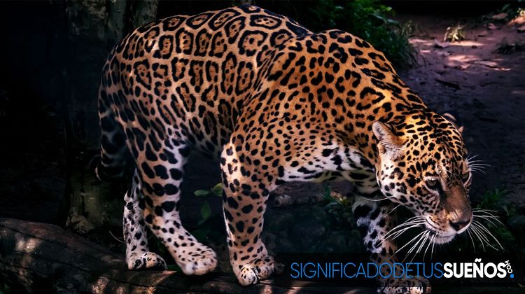 Soñar con jaguar que ataca