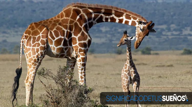 Soñar con jirafas bebés