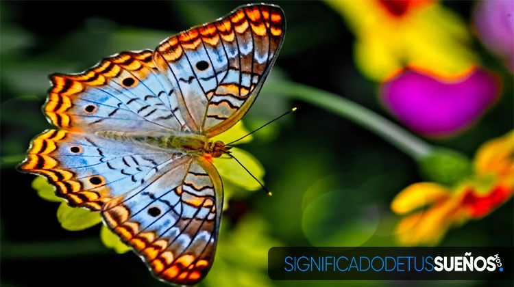 Soñar con mariposas de colores brillantes