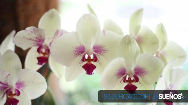 Soñar con orquídeas de color blanco