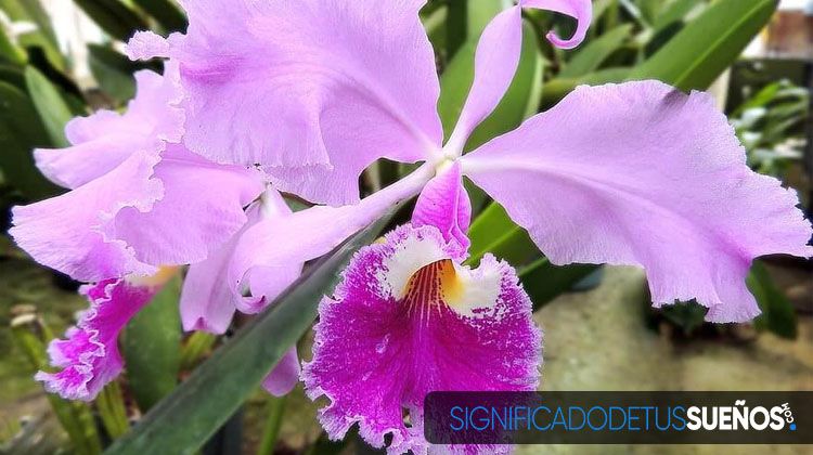 Soñar con orquídeas moradas