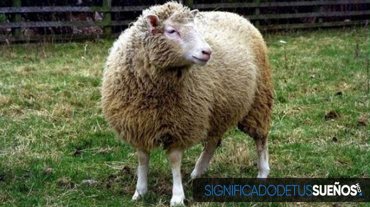 Soñar con ovejas gordas