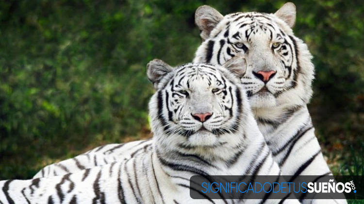 soñar con tigres blancos